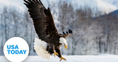 Bald eagle eats gifted fish on a frozen lake in Maine | USA TODAY
