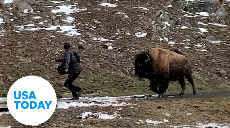 Bison charges at tourist at Yellowstone National Park | USA TODAY