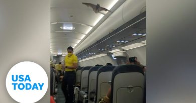 Bat creates frenzy on Philippines flight after flying onto plane | USA TODAY