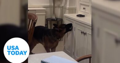 German shepherd cleverly opens kitchen cabinet for treats | USA TODAY