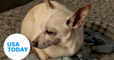 A 21-year-old chihuahua now holds the record for world’s oldest dog | USA TODAY