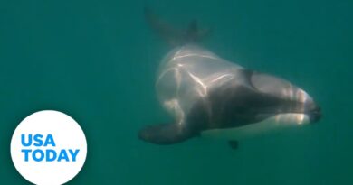 Travelers swim with the world's rarest marine mammal | USA TODAY