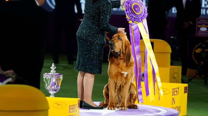 trumpet-the-bloodhound-makes-history-by-winning-best-in-show-at-146th-westminster-kennel-club-dog-show-–-usa-today