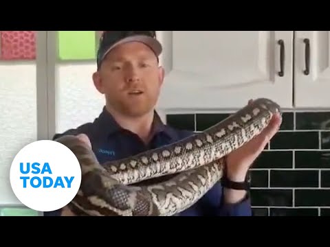 Snake catcher removes a large carpet python from Australian kitchen | USA TODAY