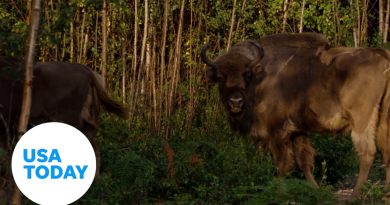 European bison released into UK wild following 6,000 year hiatus | USA TODAY