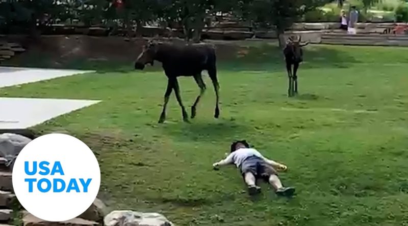 Wake up! These moose sneak up on sleeping man by river | USA TODAY