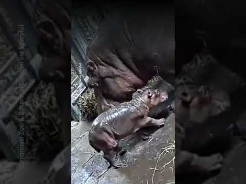 Cincinnati Zoo welcomes adorable, newborn hippo | USA TODAY #Shorts