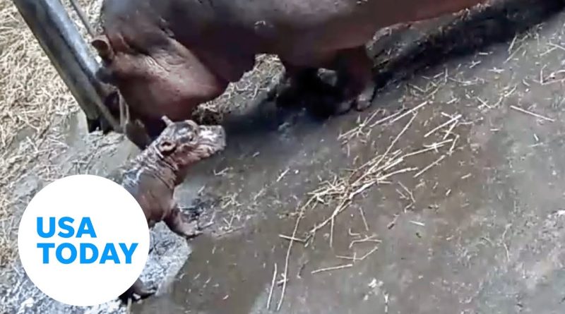 Cincinnati Zoo welcomes new baby hippo to family | USA TODAY