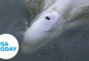 Experts fear trapped Beluga whale may starve | USA TODAY