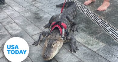 Man's emotional support alligator surprises park-goers in Philadelphia | USA TODAY
