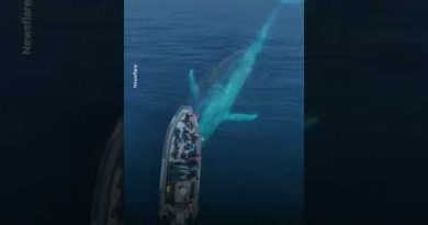 Massive blue whale mesmerizes boaters in California | USA TODAY