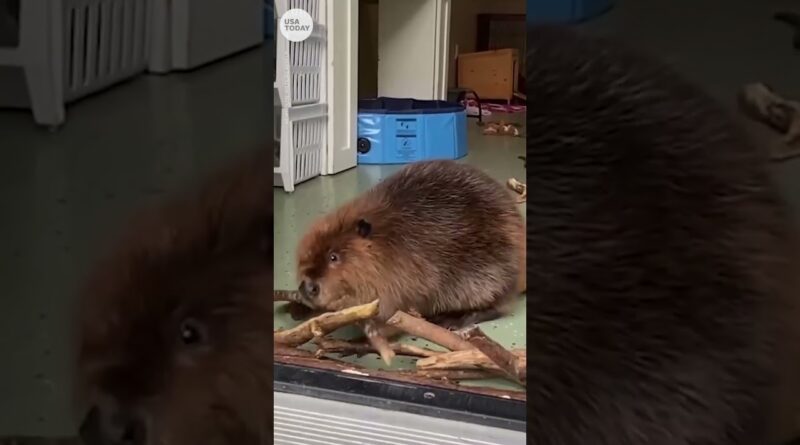 Nibi the beaver takes action to stop new roommate from returning | USA TODAY #Shorts