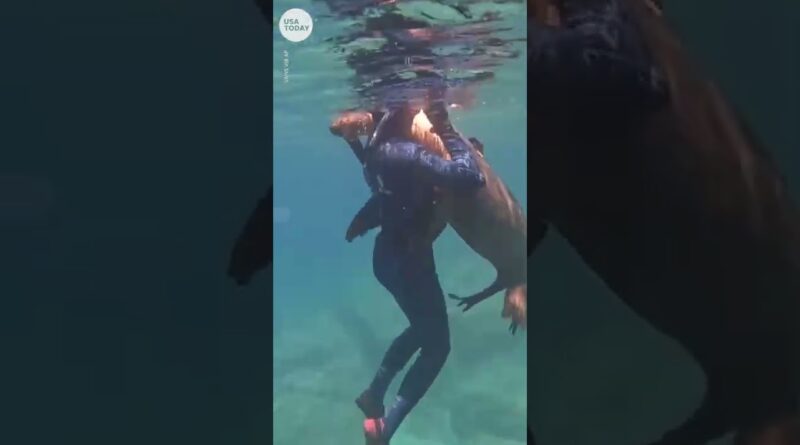 Wild sea lion hugs snorkeling teenager | USA TODAY #Shorts