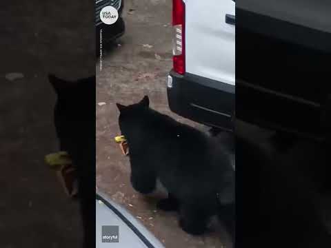 Bear breaks into van, helps itself to popcorn | USA TODAY #Shorts