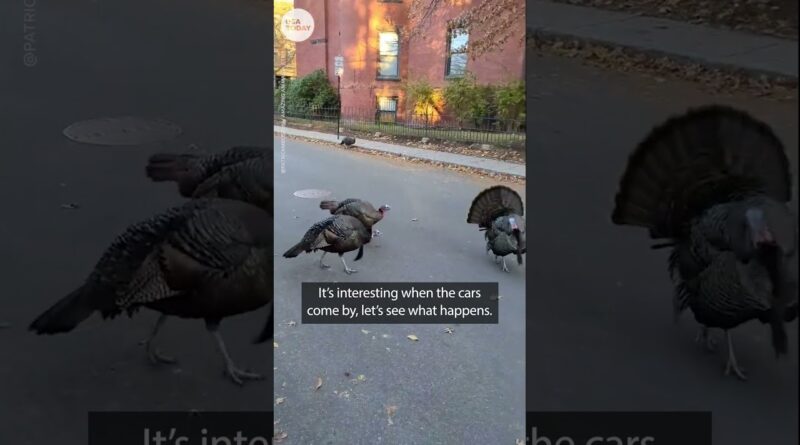 Massachusetts man has hilarious standoff with wild turkeys | USA TODAY #Shorts
