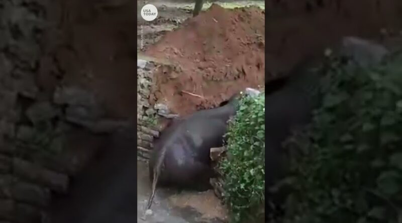 Good Samaritans help elephant trapped in well | USA TODAY #Shorts