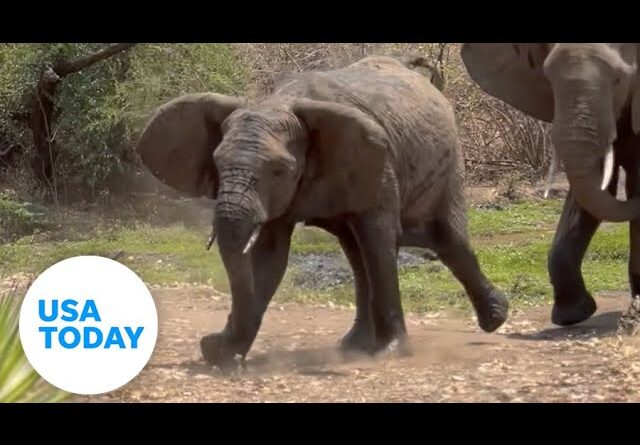 Feisty Jack Russell terrier protects backyard from elephants in Zambia | USA TODAY