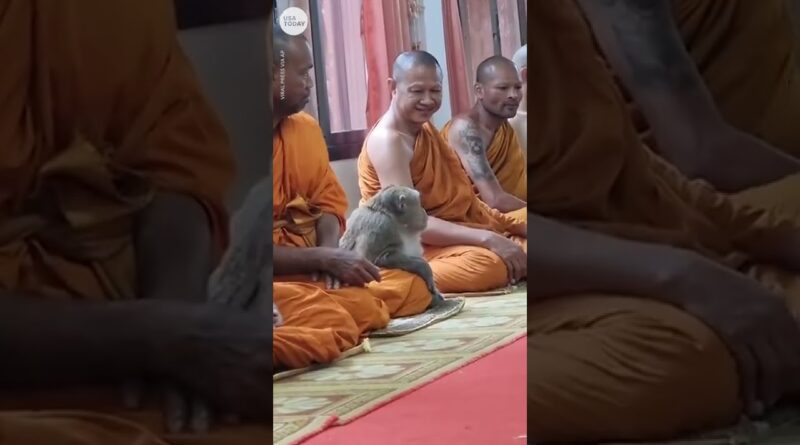 This wild monkey calmly meditates with monks in Thailand | USA TODAY #Shorts