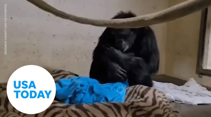 Emotional reunion between a chimp and her newborn at Kansas zoo | USA TODAY