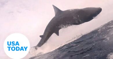Watch these majestic sharks being their shark-y selves | USA TODAY