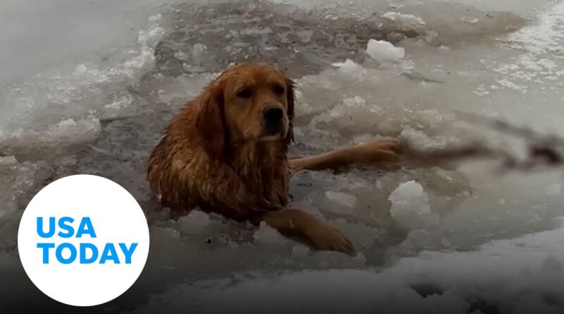 Brave family rushes to rescue a pup from a frozen lake | USA TODAY