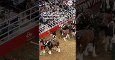 Budweiser Clydesdales get tangled at San Antonio rodeo | USA TODAY #Shorts