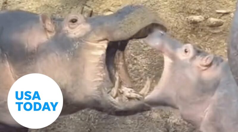 Baby hippo Fritz learns to play fight with Fiona at Cincinnati Zoo | USA TODAY